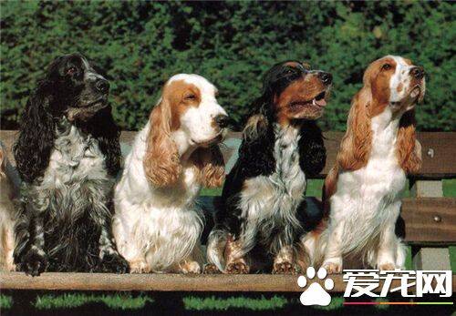 英国可卡犬最大长多大 一般体重在12到15公斤