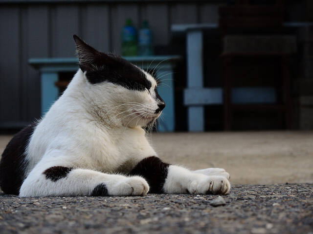 流浪猫的寿命