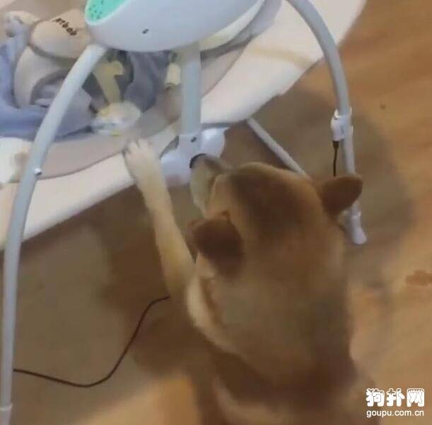 狗狗看主人不在，主动去哄宝宝睡觉，这也太懂事了吧