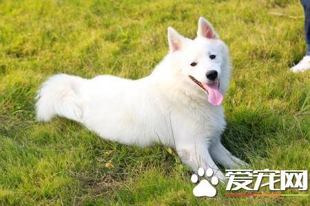 两个月的银狐犬吃什么 必须有250到300克的肉类