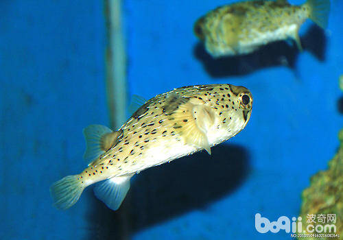 热带观赏鱼对于水质水温的要求有哪些