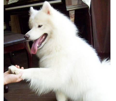 训练宠物狗狗握手与起立的方法,如何训练狗狗寻找食物