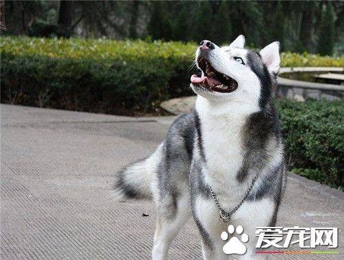阿拉斯加雪橇犬饲养费用 可靠的价格在3500元