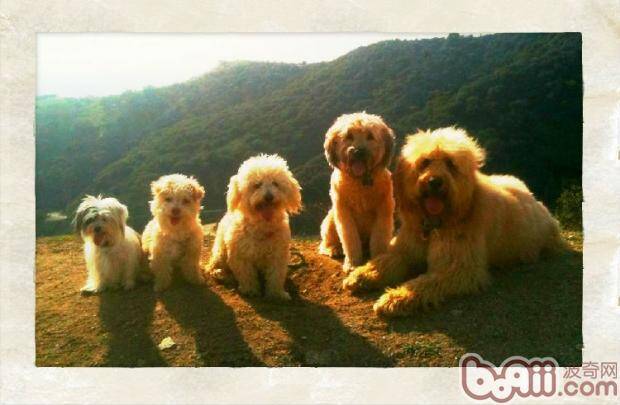 狗狗一般疾病时家庭看护