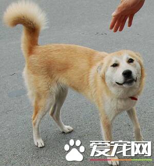 中华田园犬怎么养 教你中华田园犬怎么喂养