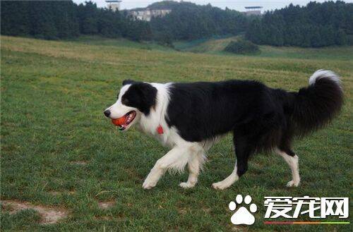 有短毛边境牧羊犬吗 短毛边牧中国基本很少见