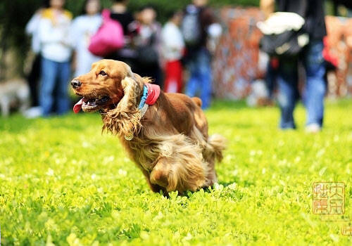 狗狗适当的运动有利于健康,带狗狗出去多运动