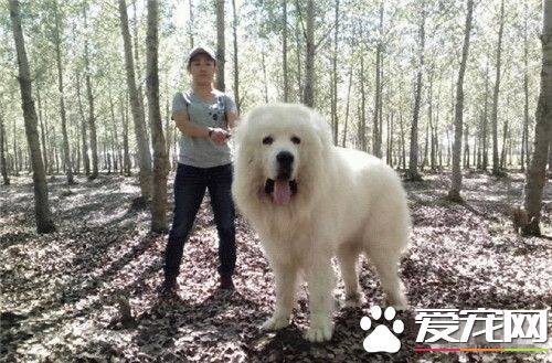 大白熊犬的性格 大白熊犬性情温和耐力好