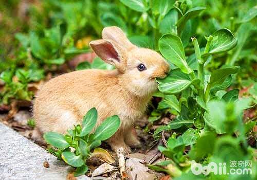 最受欢迎的宠物兔品种都有哪些？
