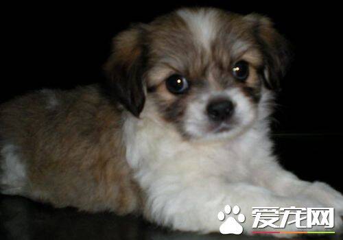 西施犬造型 西施犬漂亮造型的打造方法