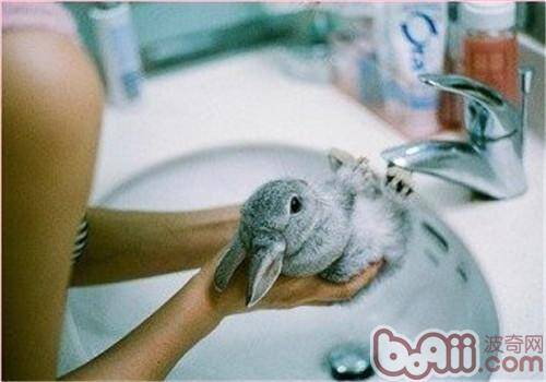 帮宠物兔洗澡的方法过程