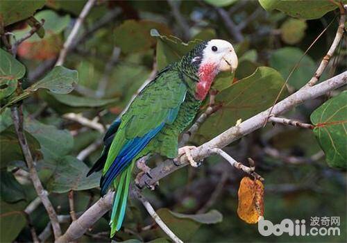古巴亚马逊鹦鹉的饲养环境