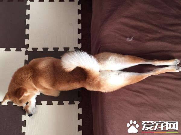 柴犬毛色变白什么原因 避开这两点很重要