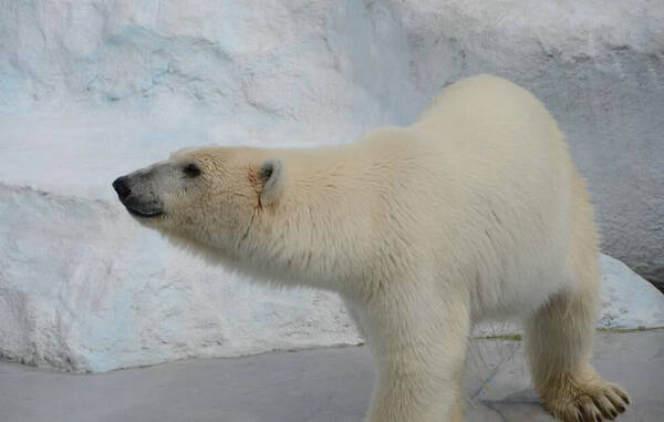 北极熊吃什么
