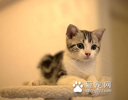 什么猫好养 根据自己的喜好来选择猫咪品种