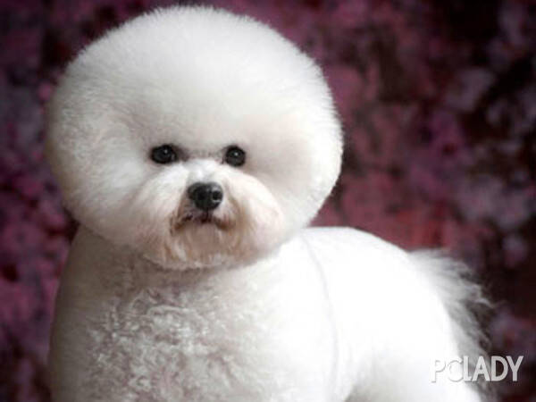 怎样训练狗狗跳跃和卧下,狗狗的基本训练