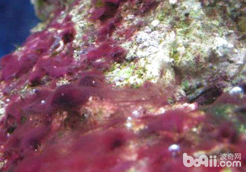 海水缸红泥藻的处理及防治方法