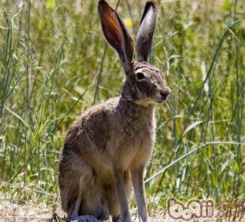 世界最特别的兔子——琉球兔