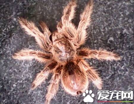 火玫瑰蜘蛛能长多大 成体头胸部长约7到8厘米