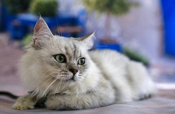 猫咪洗澡注意事项