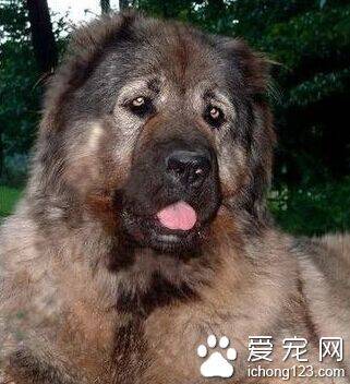 高加索犬的性格 现在的会更稳定温顺