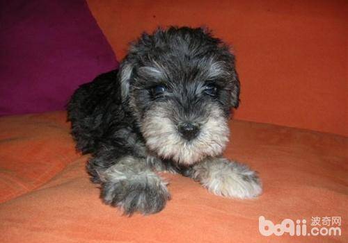 如何治疗免疫介导性血小板减少症