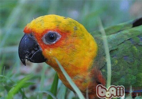 珍达锥尾鹦鹉的形态特征