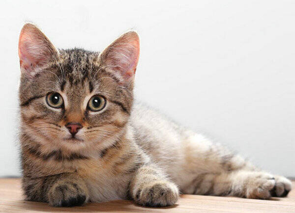 猫肚子鼓鼓的