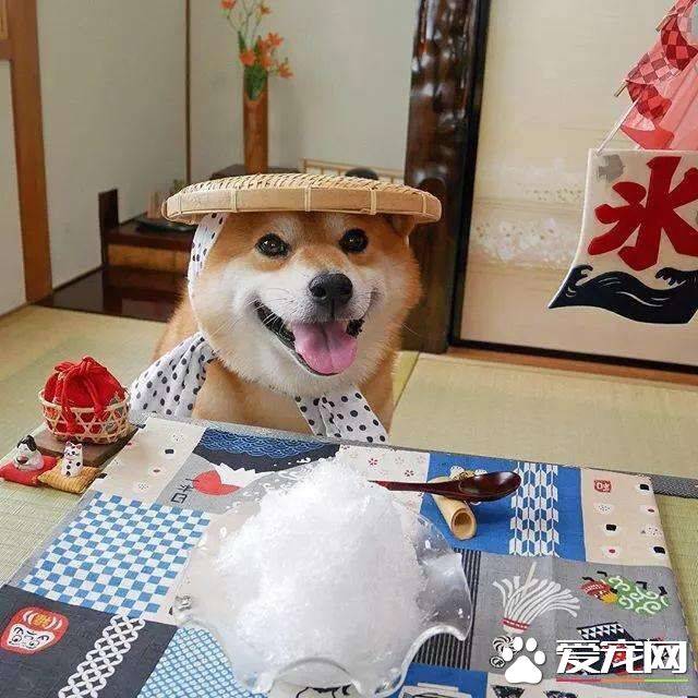 柴犬有多大寿命 柴犬的寿命和哪些方面有关系