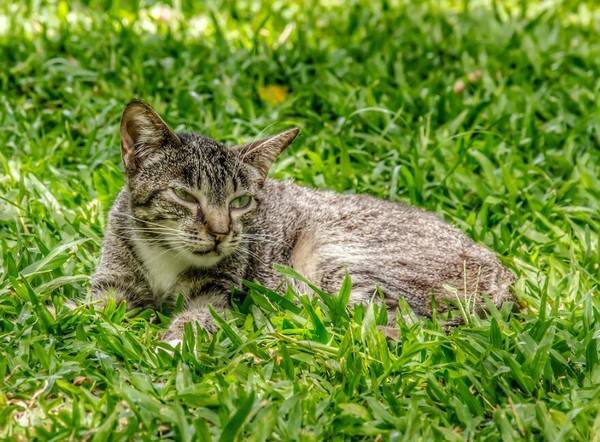 六个月的猫多大