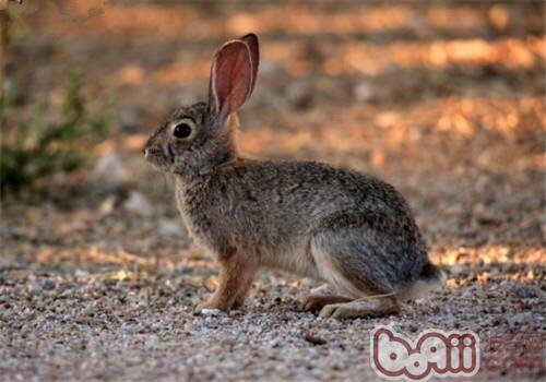 沙漠棉尾兔的品种简介