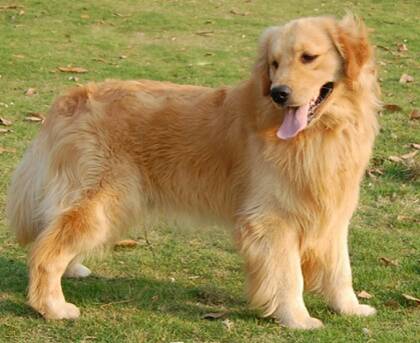 金毛是导盲犬吗 金毛可以被选做导盲犬