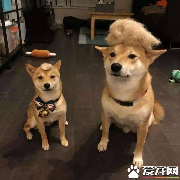 柴犬咬家具吗 柴犬咬家具的五大原因