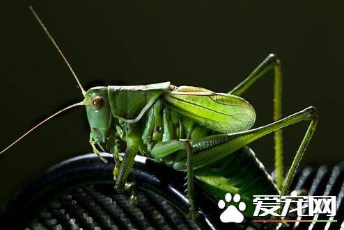 蝈蝈会叫吗 蝈蝈要到繁殖季节才会鸣叫