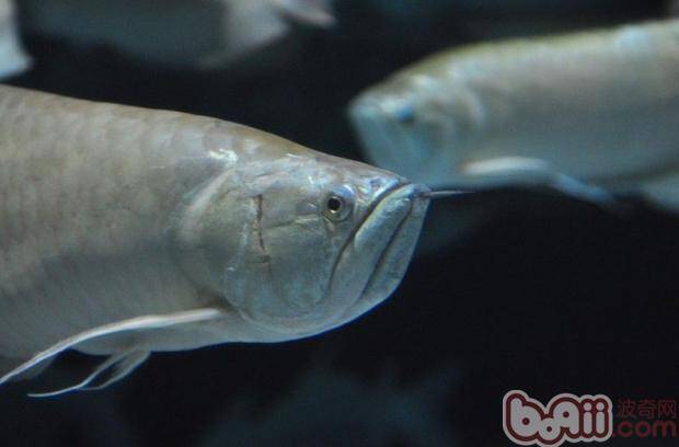 热带鱼银龙鱼的养殖六要点