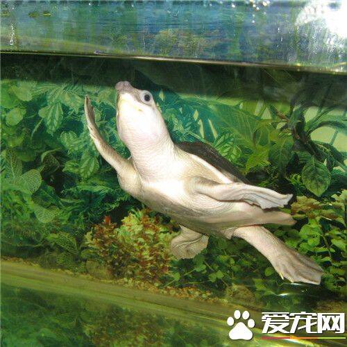 猪鼻龟是风水鱼吗 猪鼻龟是一种淡水龟