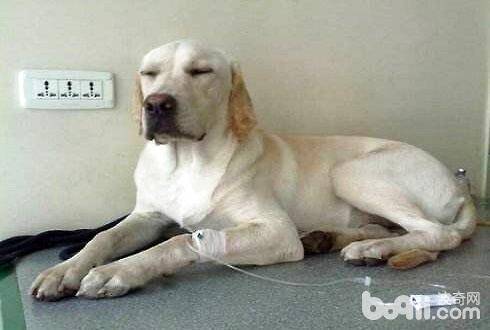 狗狗胸膜炎有什么症状？狗狗胸膜炎的症状