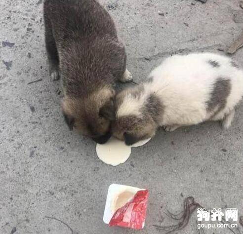 半路被两只小奶狗“打劫”，吃干抹净还赖上我了