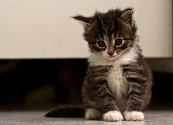 幼猫吃什么猫粮好