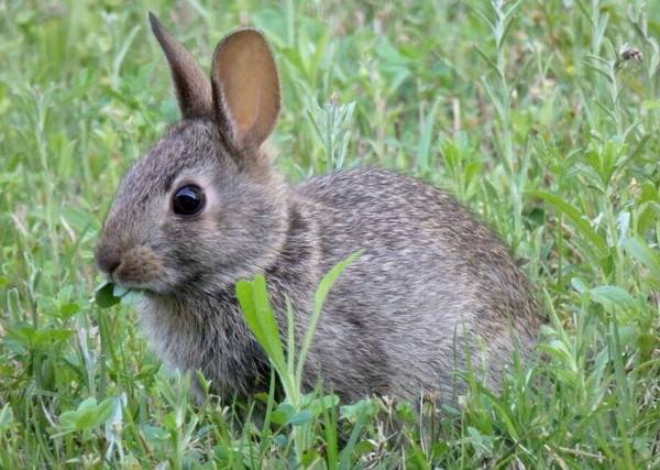 兔子吃什么草最好