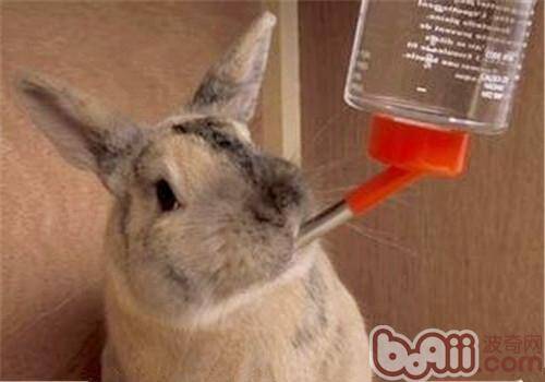 宠物兔饮水量如何控制