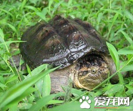 大鳄龟好养吗 大鳄龟是比较凶悍的龟类品种