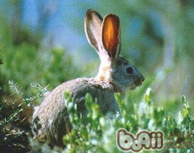 塔里木兔的资料简介