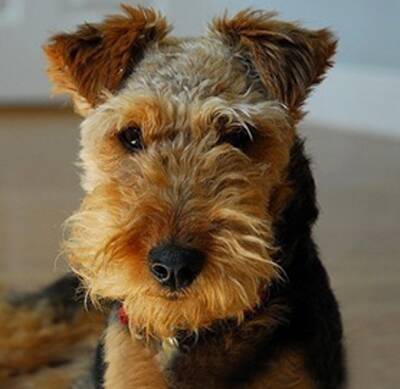 威尔士梗能长多大 是一种娇小的犬种
