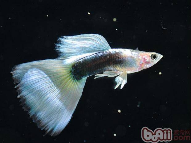 春夏交替时节孔雀鱼的饲养要点