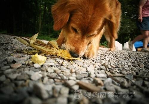 训练狗狗站起来,怎么训练狗狗不吃外人给的食物