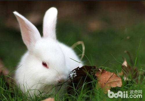 草对兔子有哪些重要作用