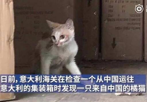 中国橘猫被误关集装箱运到米兰 带你去一场说走就走的旅行