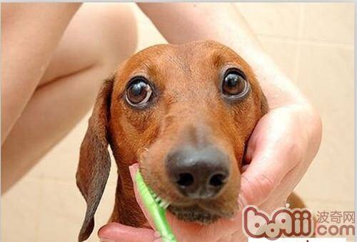 狗狗牙龈炎的主要症状