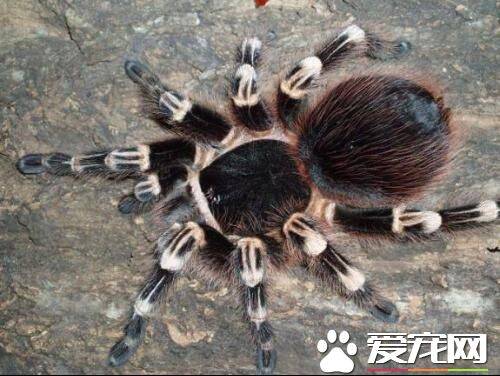 最大的宠物蜘蛛 最大宠物蜘蛛重量约为120克